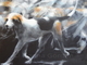 HOUNDS