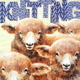 KNITTING